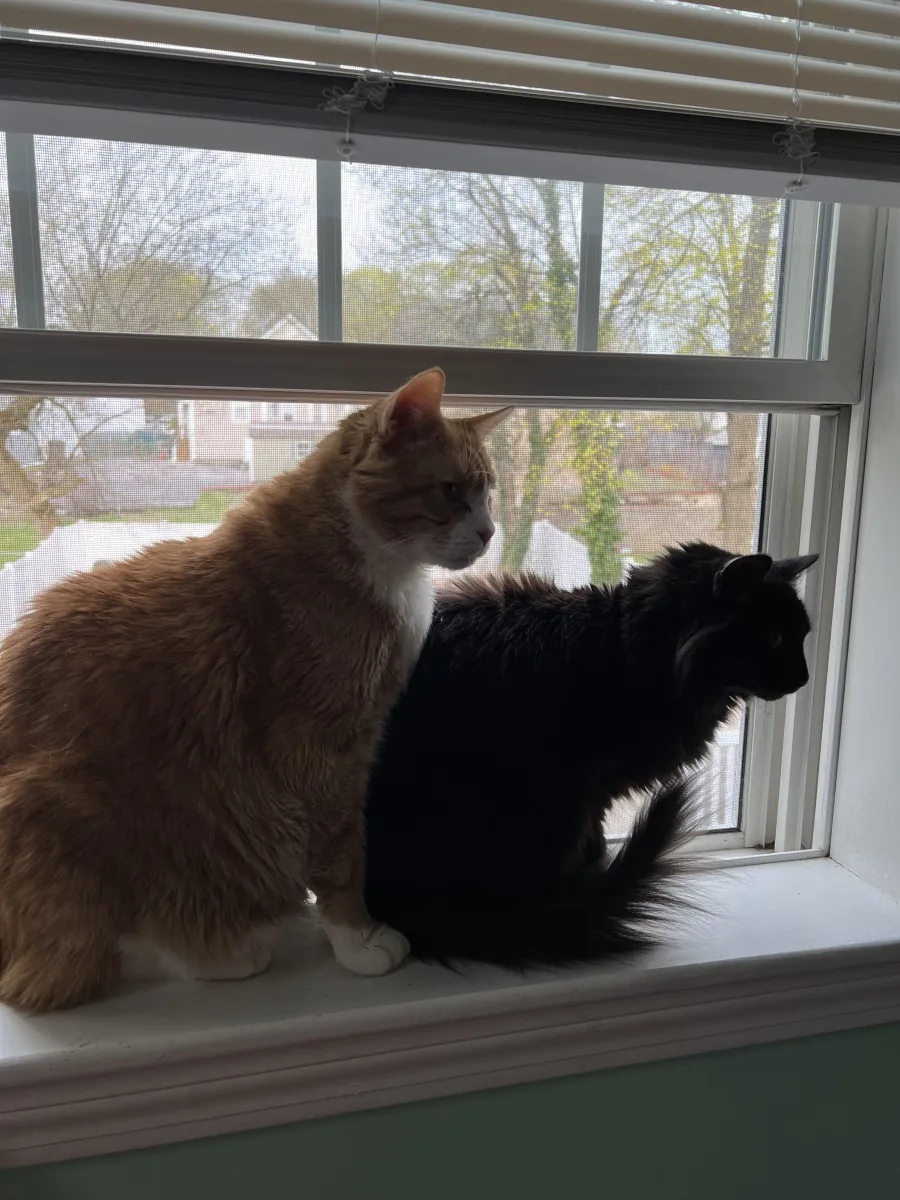 Gus and Minerva sharing a sunny windowsill