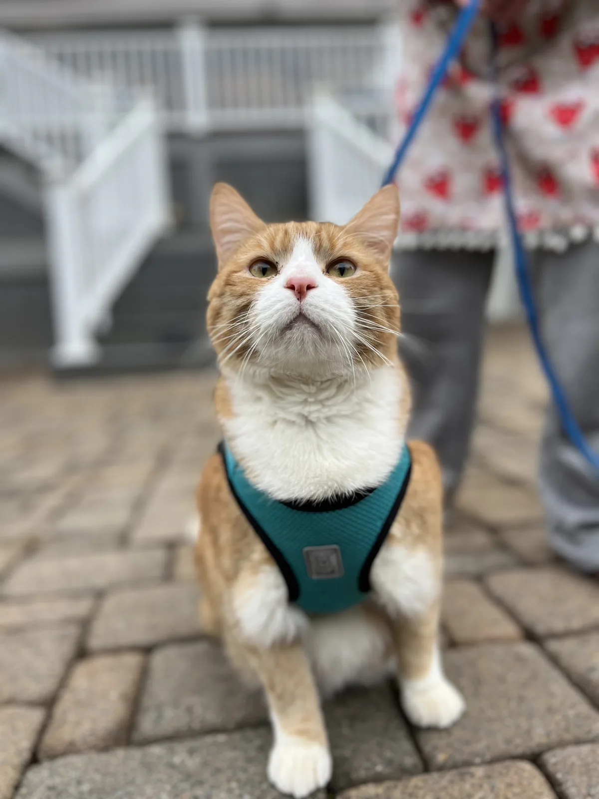Gus the orange cat in his teal harness