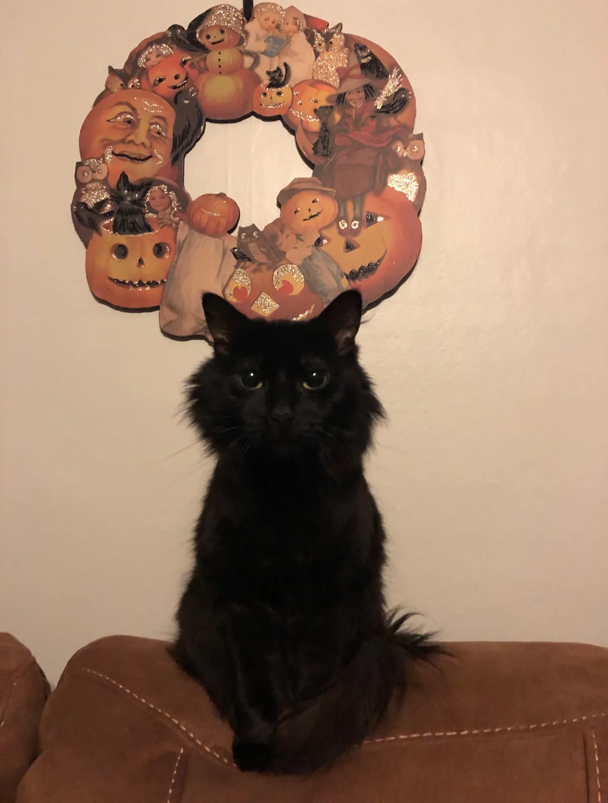 Minerva the black cat beneath a Halloween wreath
